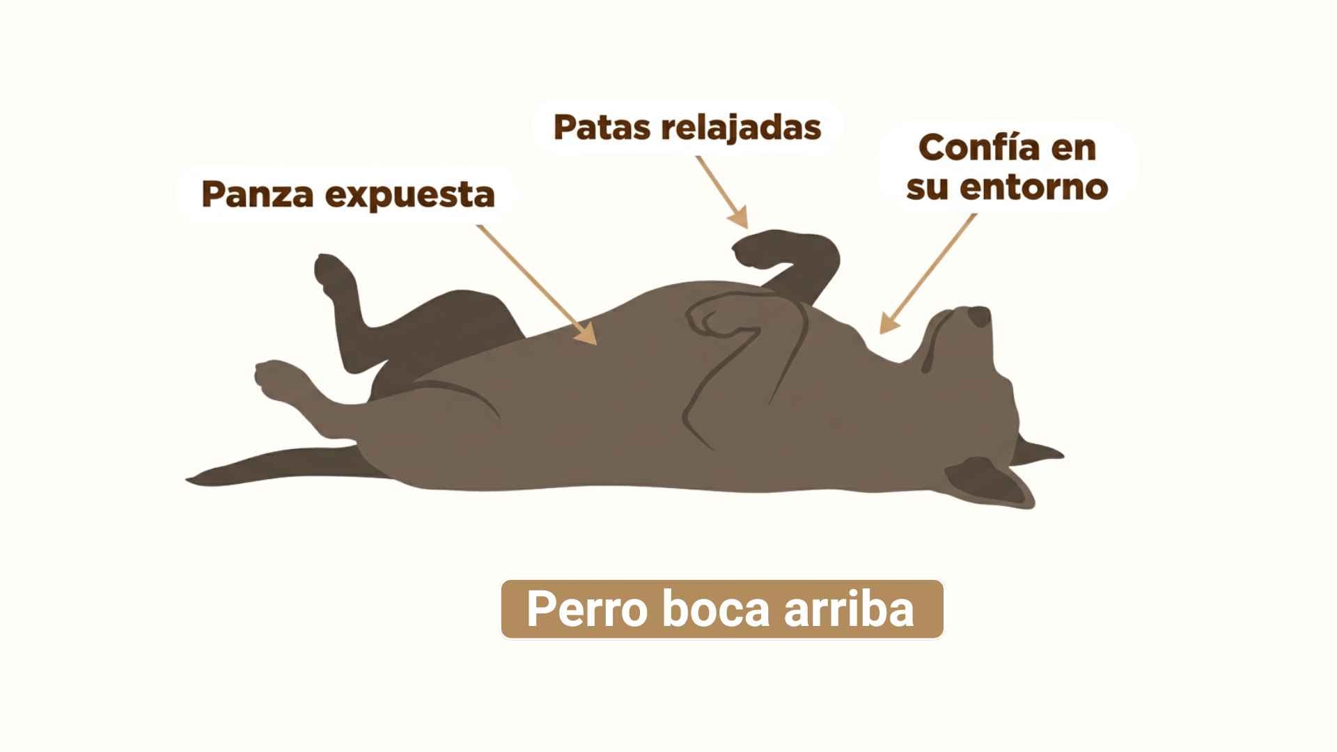 Perro duerme boca arriba